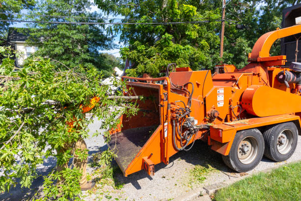 The Steps Involved in Our Tree Care Process in Lewiston, UT